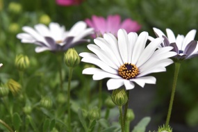 开放菊花微距花朵图片